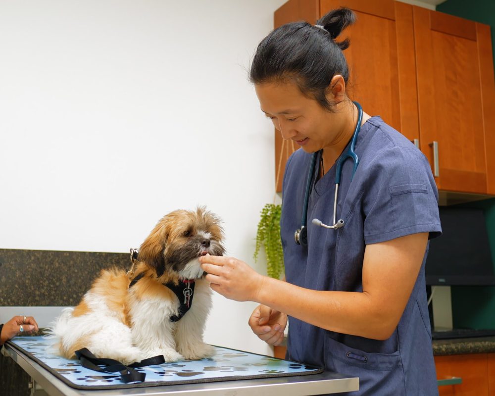 VWest Springs Vet Hospital, Veterinarian in SW Calgary, Aspen Woods, West Springs, Coach Hill, Signal Hill, Glendale, Strathcona Park, Sienna Hills1