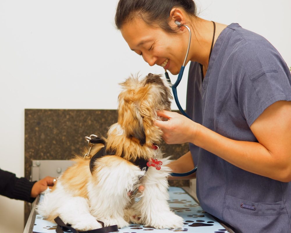 West Springs Vet Hospital in SW Calgary