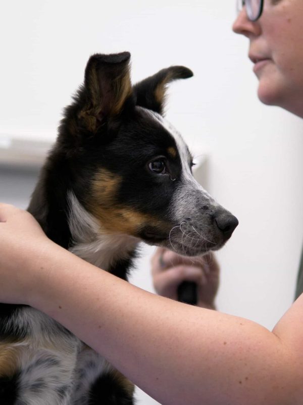 West Springs Veterinary Hospital, Vet Clinic in West Springs 10
