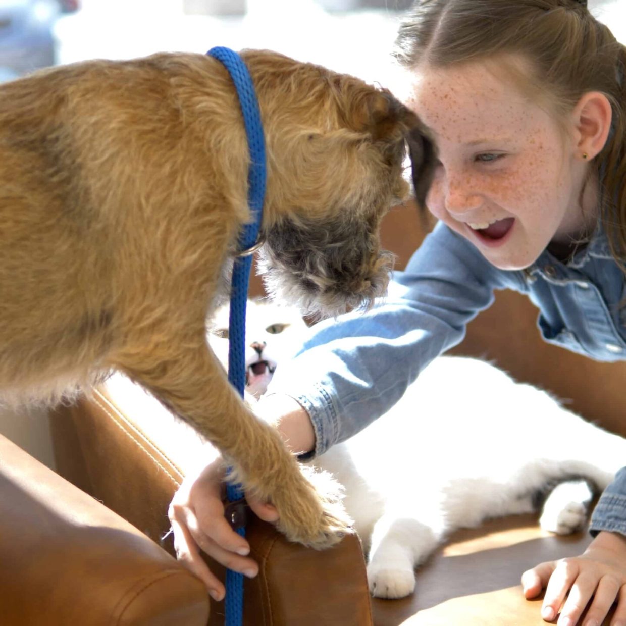 Vet Cost In Calgary