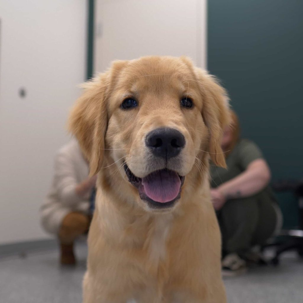 West Springs Veterinary Hospital