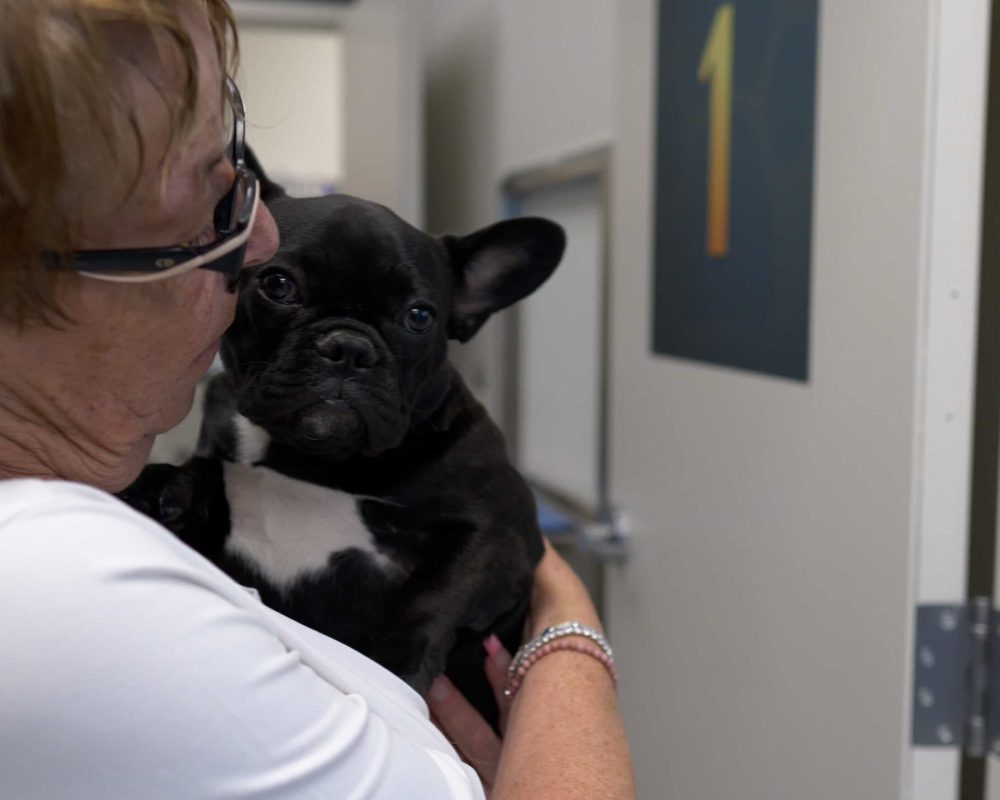 Pets at the Vet in Calgary