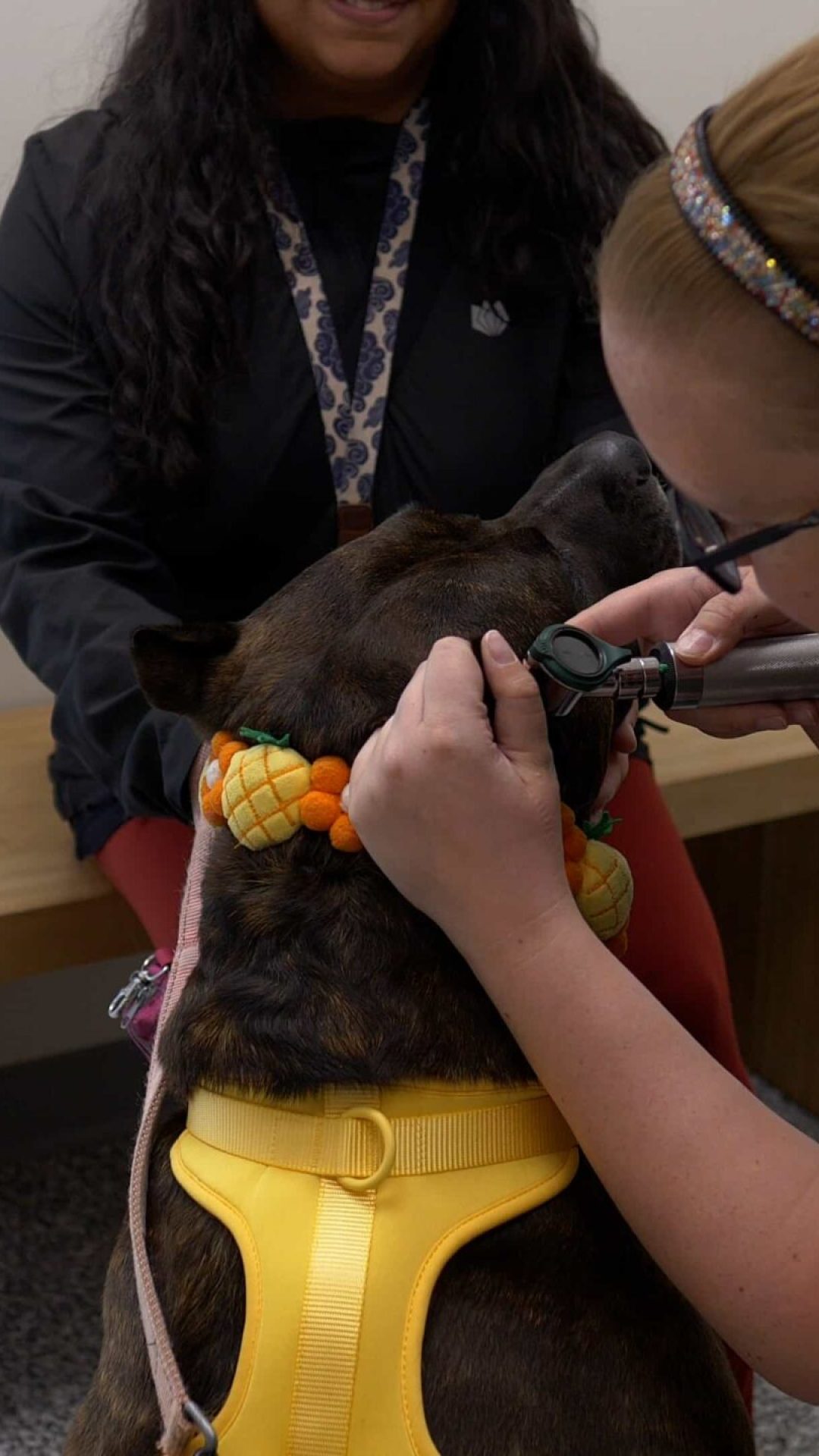 frequently asked vet questions in calgary