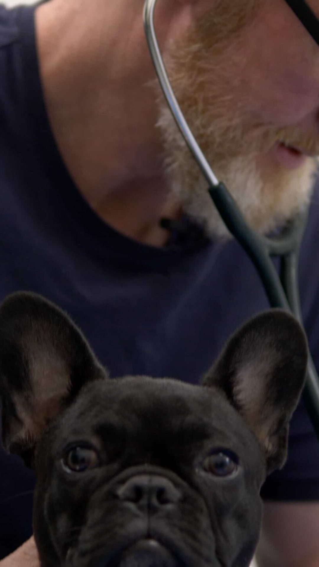 Emergency & Same-Day Appointments West Springs Veterinary Hospital, Vet Clinic in West Springs