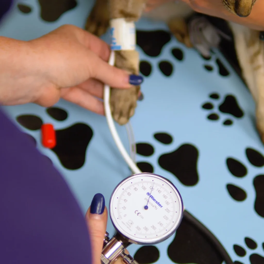 Westsprings Vet Clinic - 0925_051