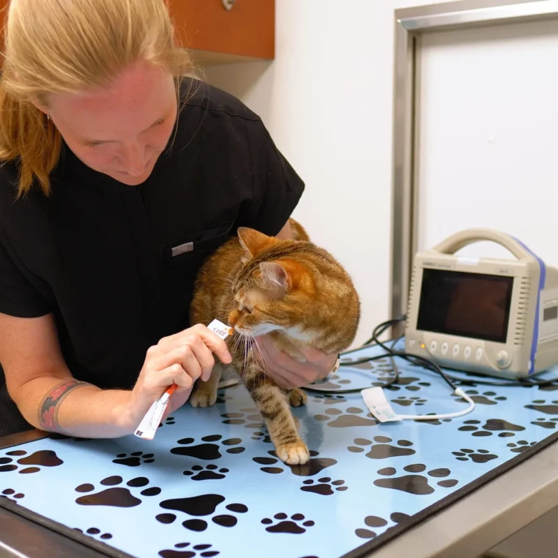 Westsprings Vet Clinic - 0925_062