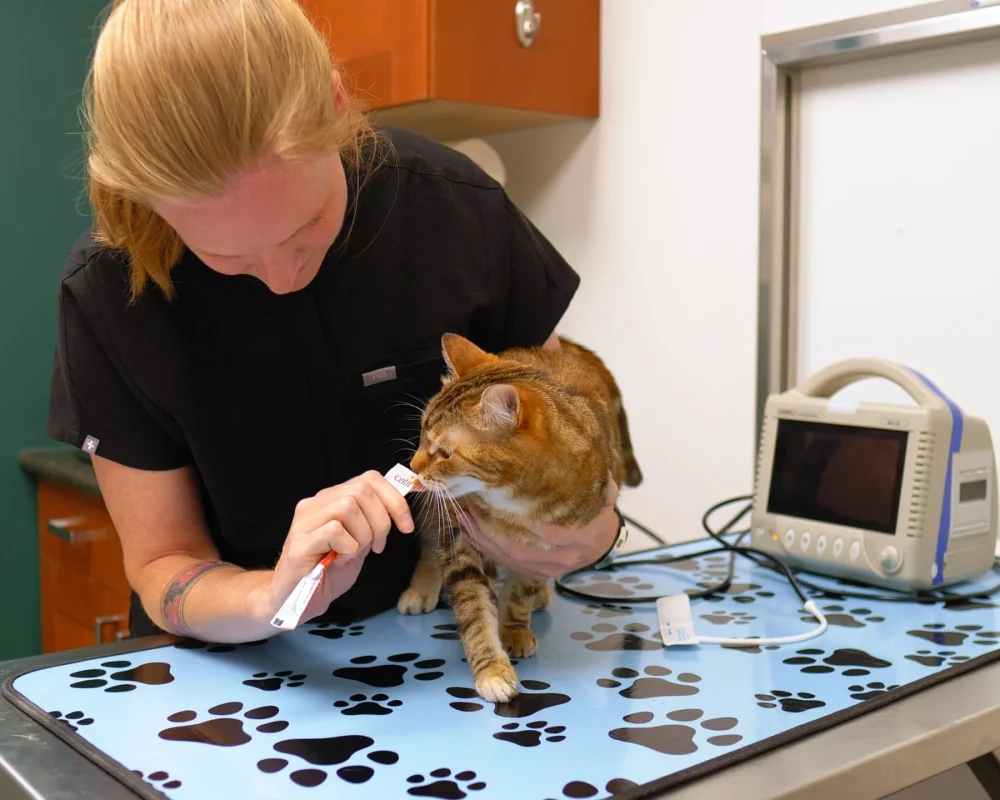 Westsprings Vet Clinic - 0925_063